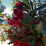 Varazdinci